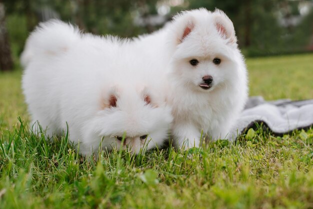 Petits chiots blancs jouant sur l'herbe verte pendant la marche dans le parc. Adorable chien mignon Pomsky Puppy, un husky mélangé à un spitz poméranien