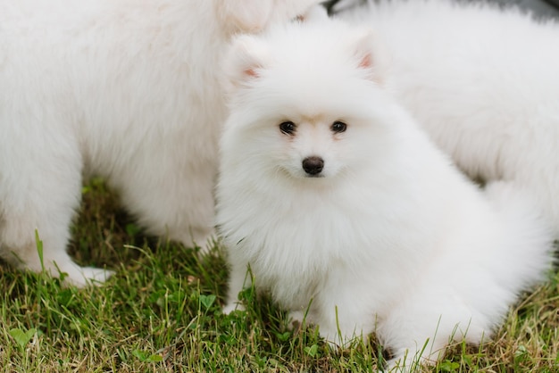 Petits chiots blancs jouant sur l'herbe verte pendant la marche dans le parc. Adorable chien mignon Pomsky Puppy, un husky mélangé à un spitz poméranien