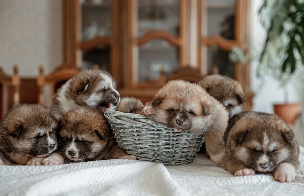 Les petits chiots duveteux nouveau-nés se reposent près du panier.