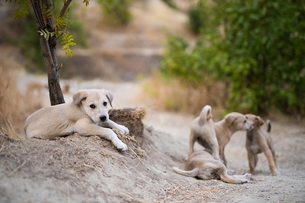 Les petits chiots jouent