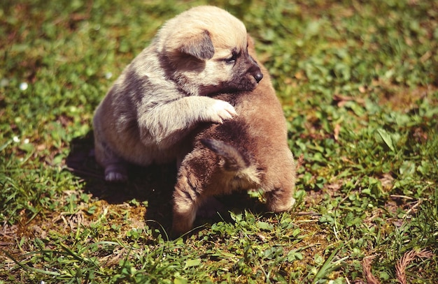 De petits chiots mignons attendent leur mère, des chiots mignons jouent dans le champ