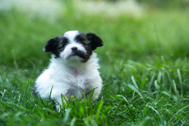 Petits chiots mignons papillon sur l'herbe verte