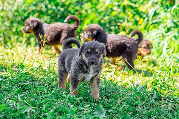 Petits chiots noirs marchent dans l'herbe par une journée ensoleillée