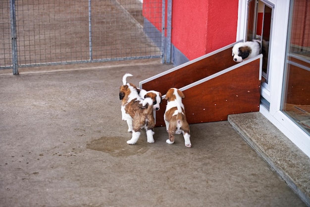 Petits chiots Saint Bernard jouant dans un chenil d'élevage, à Martigny, Suisse