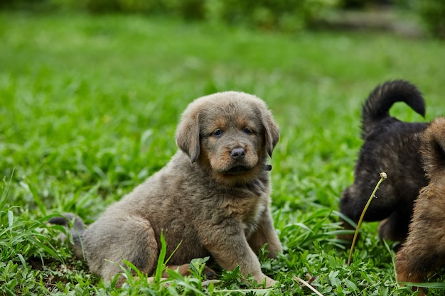 Petits chiots Terre-Neuve, courant, jouant dans le parc d'été sur l'herbe verte en plein air.