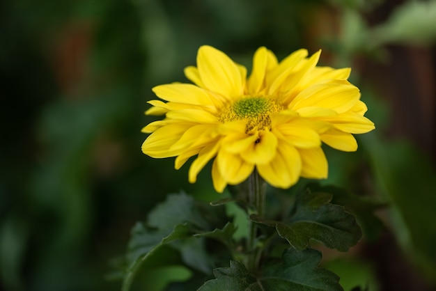 Petits chrysanthèmes sauvages jaunes dans le parc