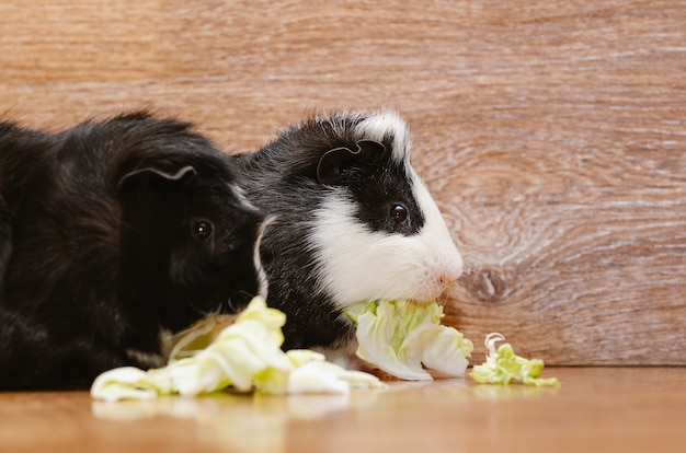 Petits cochons d'Inde mangeant des feuilles de chou