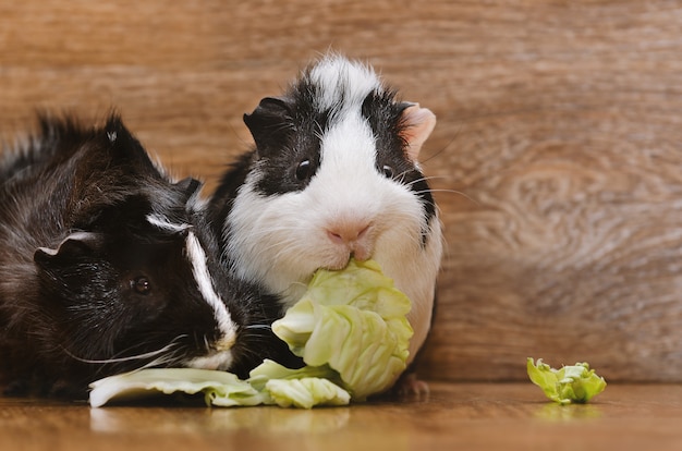 Petits cochons d'Inde mangeant des feuilles de chou