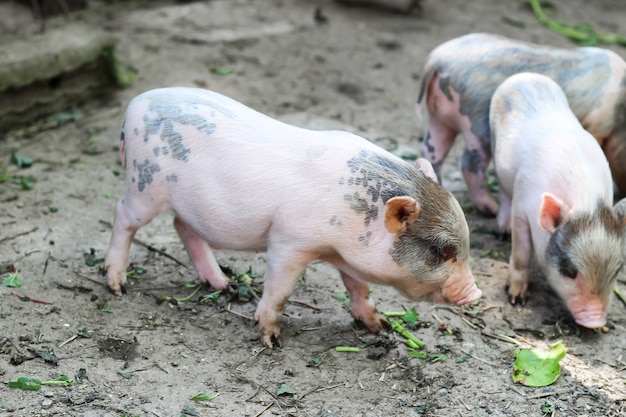 les petits cochons vont manger à la ferme