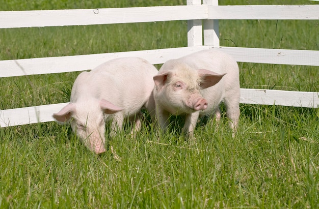 Petits cochons