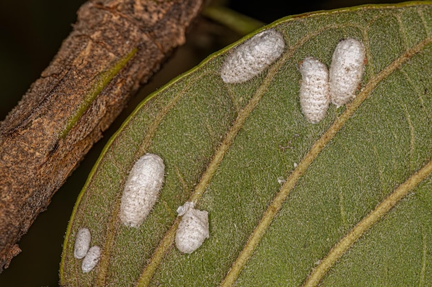 Petits cocons blancs