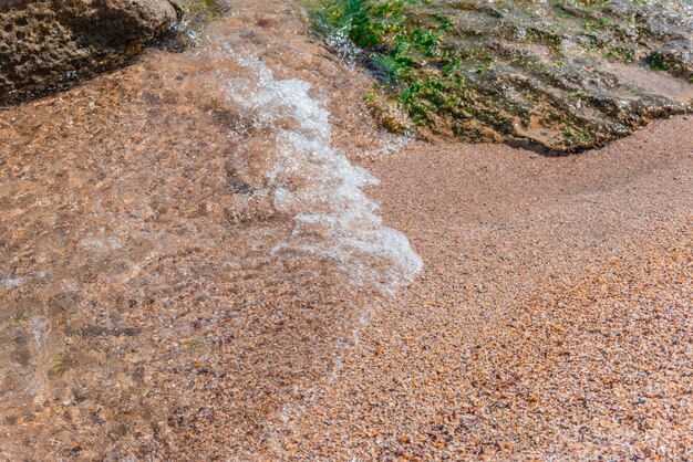 Petits coquillages sur le rivage