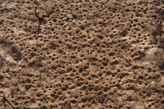 Petits crabes dans la forêt de mangrove Trou de crabe