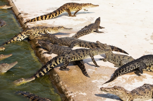 Petits crocodiles dans la ferme aux crocodiles