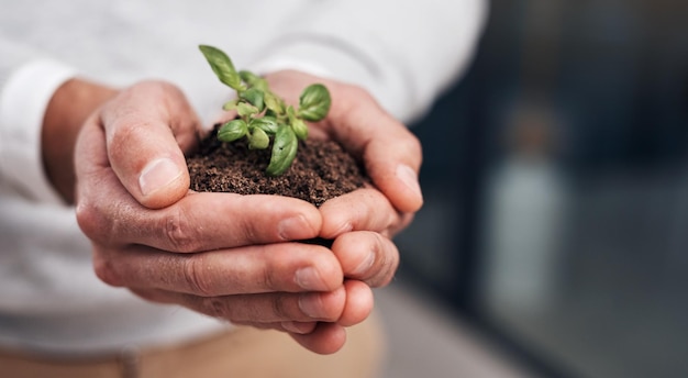 De petits efforts mènent à de grands succès Photo recadrée d'un homme d'affaires tenant une plante poussant hors du sol