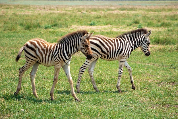 Petits enfants zèbres jouent dans la savane Zèbres sauvages dans la réserve de biosphère