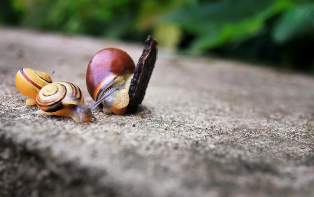 Petits escargots sur une pierre