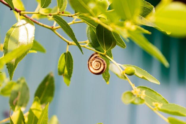 Petits escargots sauvages brunâtres accrochés à l'herbe dans les forêts tropicales