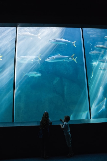 Petits frères et sœurs regardant un aquarium