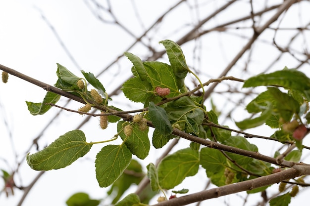 Petits fruits du mûrier du genre Morus