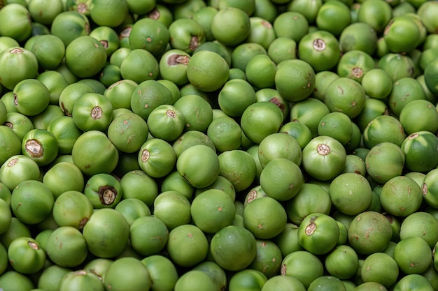 Petits fruits verts de jurubeba