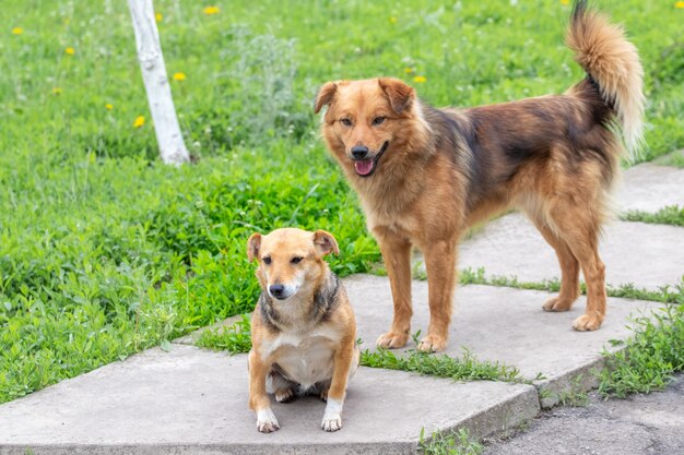 Petits et grands chiens dans le jardin sur la ruelle parmi l'herbe verte