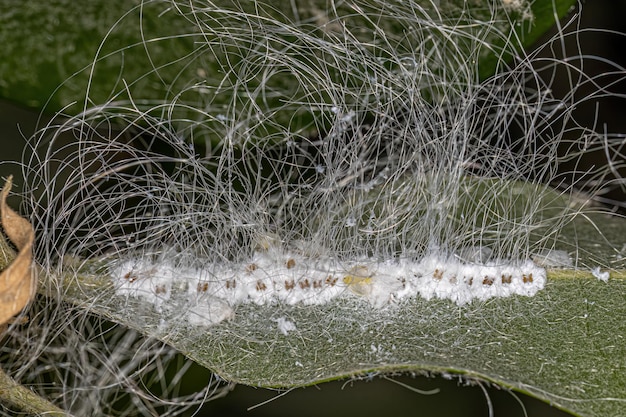 Petits insectes aleurodes