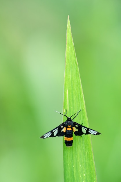 Petits insectes sur les feuilles vertes dans la nature