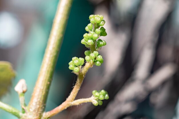 Petits jeunes raisins poussant sur une feuille d'arbre en arrière-plan