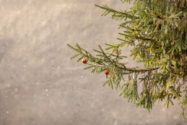 Petits jouets rouges sur des branches d'épinette à l'extérieur