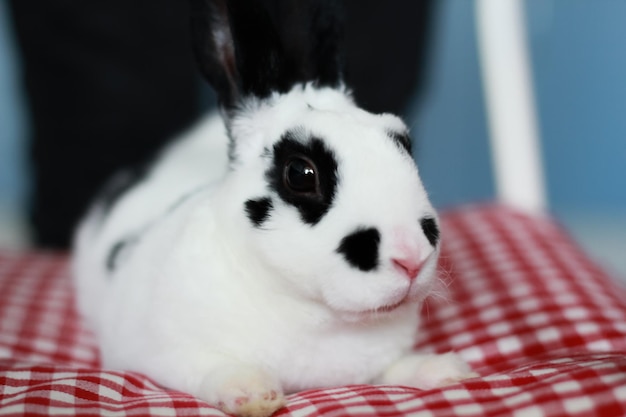 Photo petits lapins sur animal blanc ou dalmatien l'animal est sur une chaise lièvre ou lapin