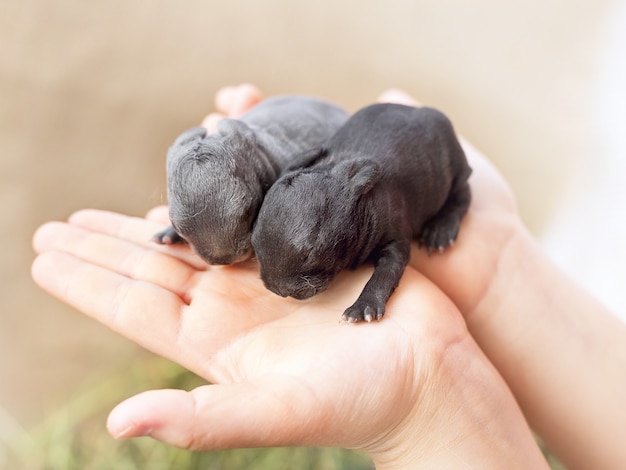 petits lapins aveugles nouveau-nés gris et noirs