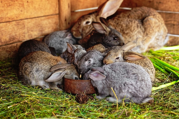 Les petits lapins mangent dans la même mangeoire Famille amicale