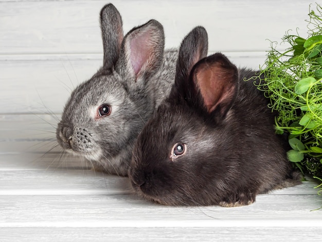 Petits lapins sur une surface légère. Fermer.