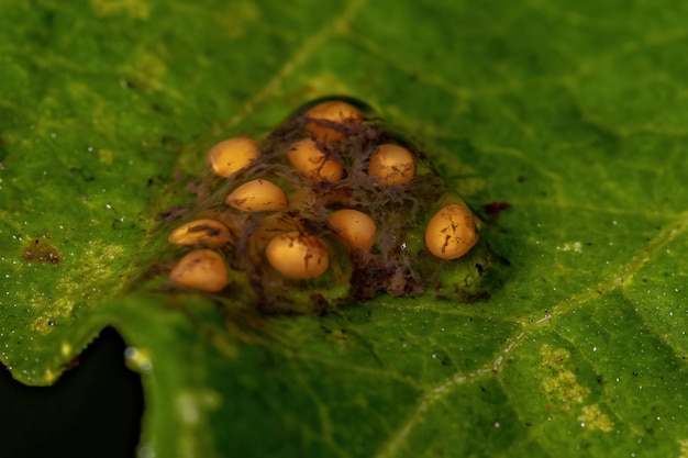 Petits oeufs jaunes sur une feuille en macro-vision