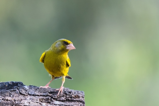 les petits oiseaux aux couleurs magnifiques au printemps