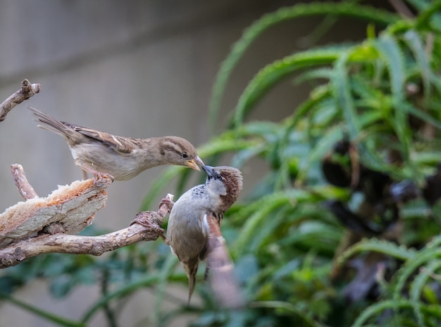 petits oiseaux