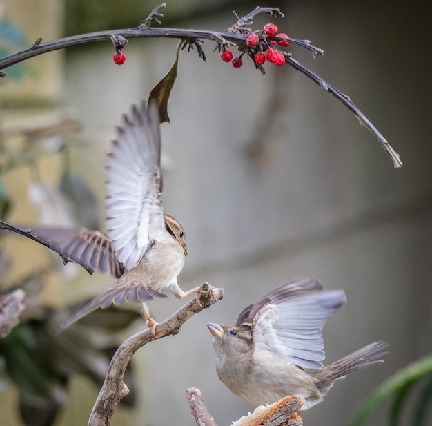 petits oiseaux