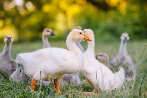 Petits oisons marchant dans l'herbe