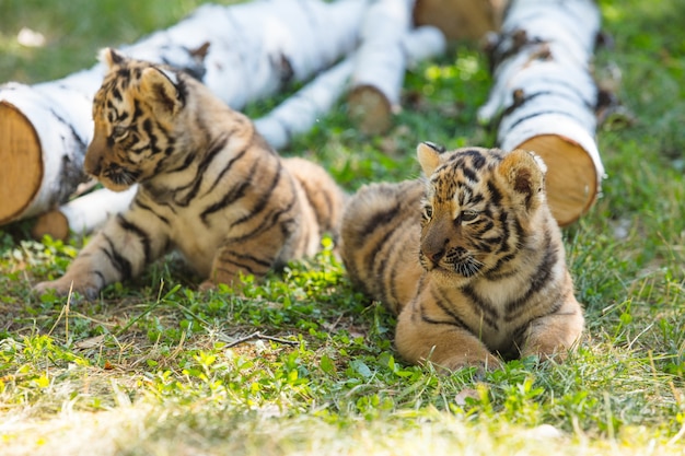 Les petits oursons à l'état sauvage sur l'herbe sont mignons et drôles