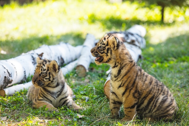 Photo les petits oursons à l'état sauvage sur l'herbe sont mignons et drôles