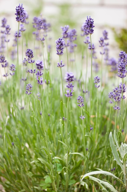 Petits pédoncles délicats de lavande dans le jardin