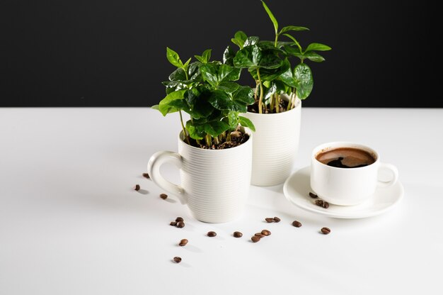 Petits plants d'un caféier dans des tasses blanches