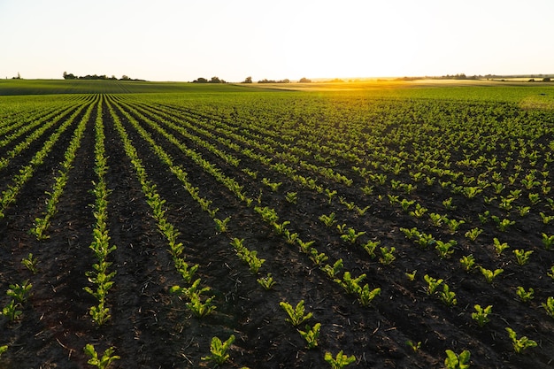 Les petits plants de maïs poussent sur un champ biologique