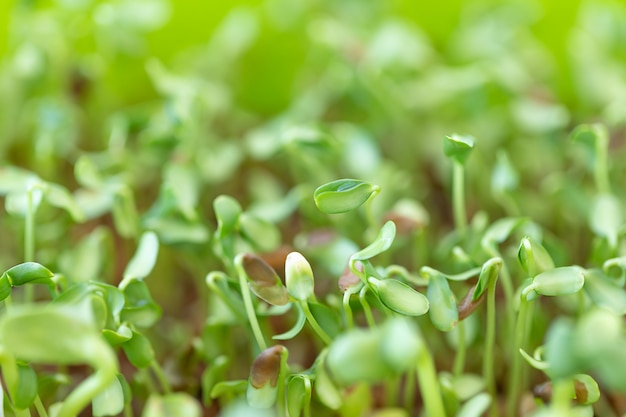 Petits plants verts écologiques naturels