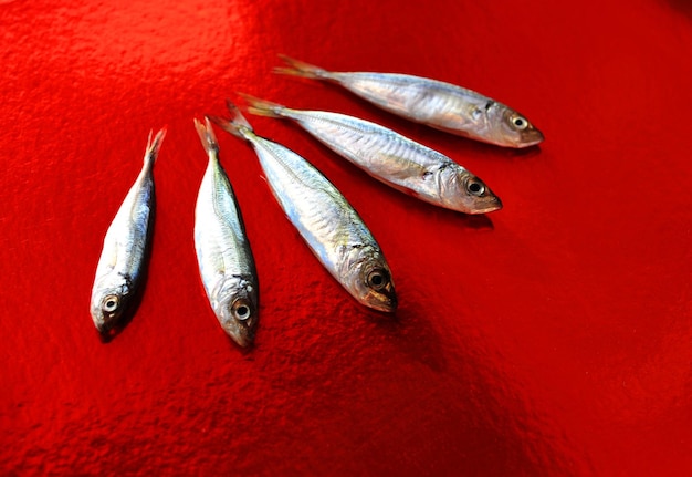 Photo petits poissons frais sur fond néon rouge