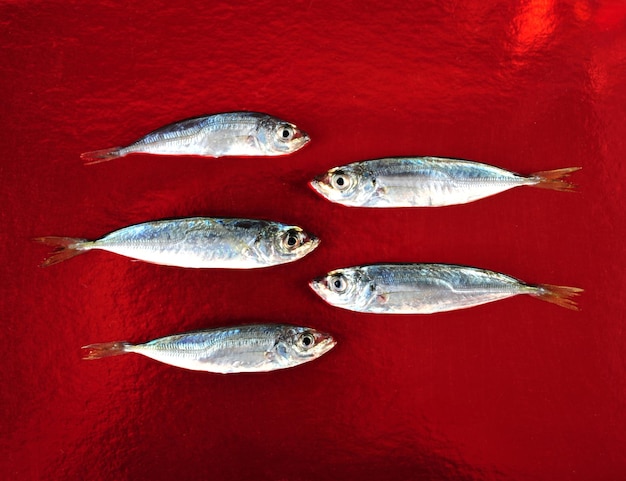 Photo petits poissons frais sur fond néon rouge