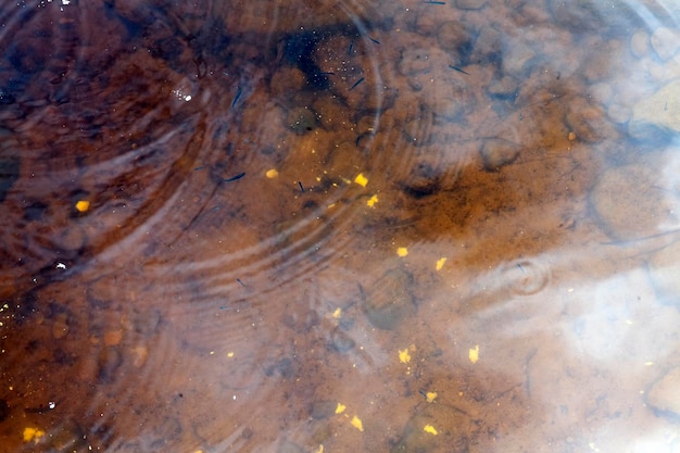 Petits poissons nageant dans l'eau sale boueuse du lac