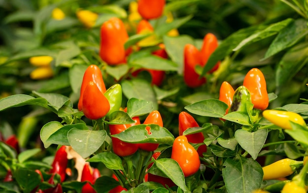 Petits poivrons orange sur le buisson