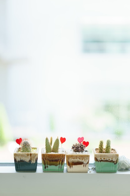 Photo petits pots de cactus